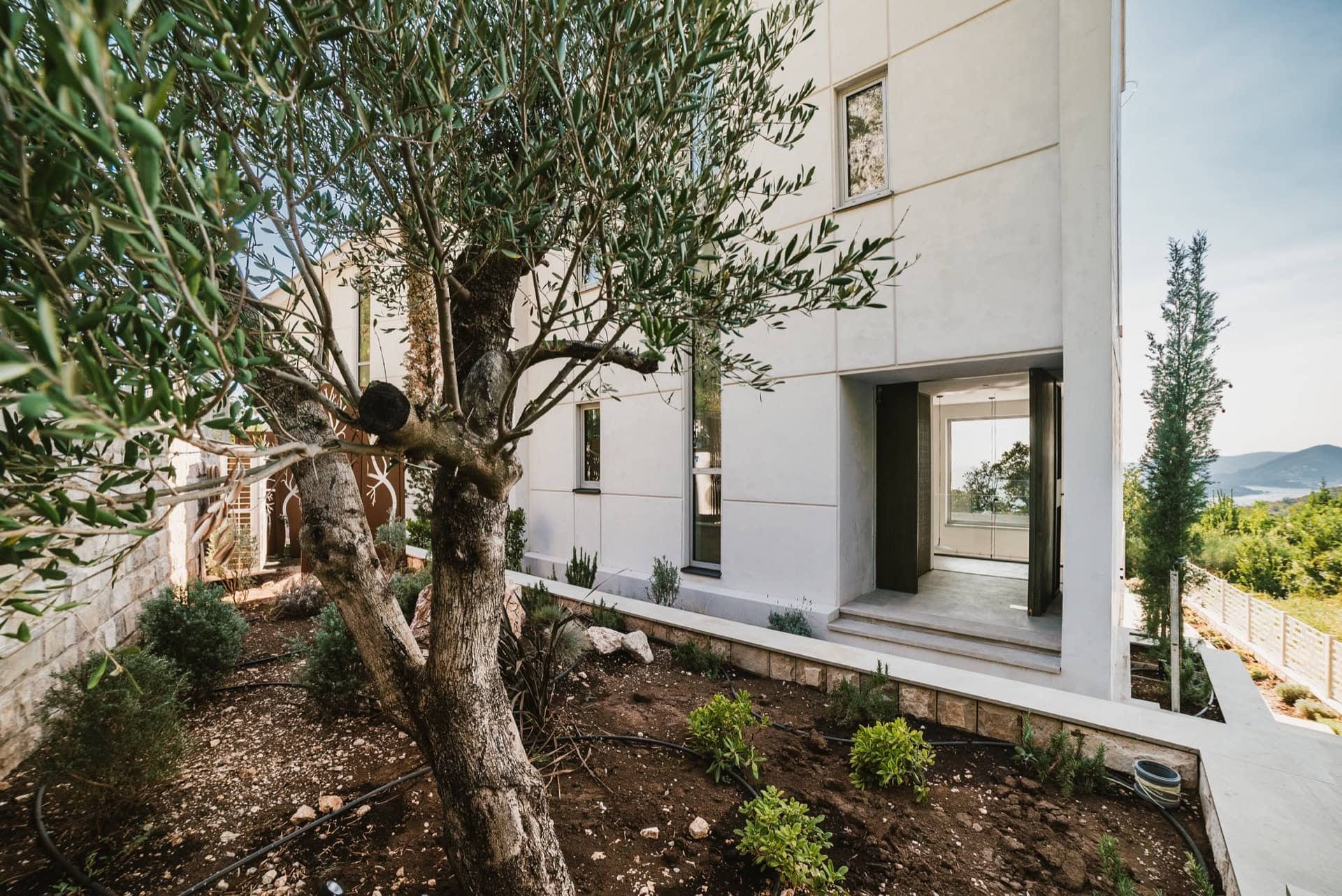 Modern villa in Blizikuće, Montenegro: house facade with an olive tree and panoramic sea view.