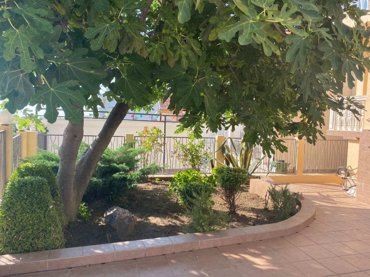 A cozy green courtyard with a fig tree and a terrace by the house in Dobra Voda, Montenegro. Landscape design of a private property.