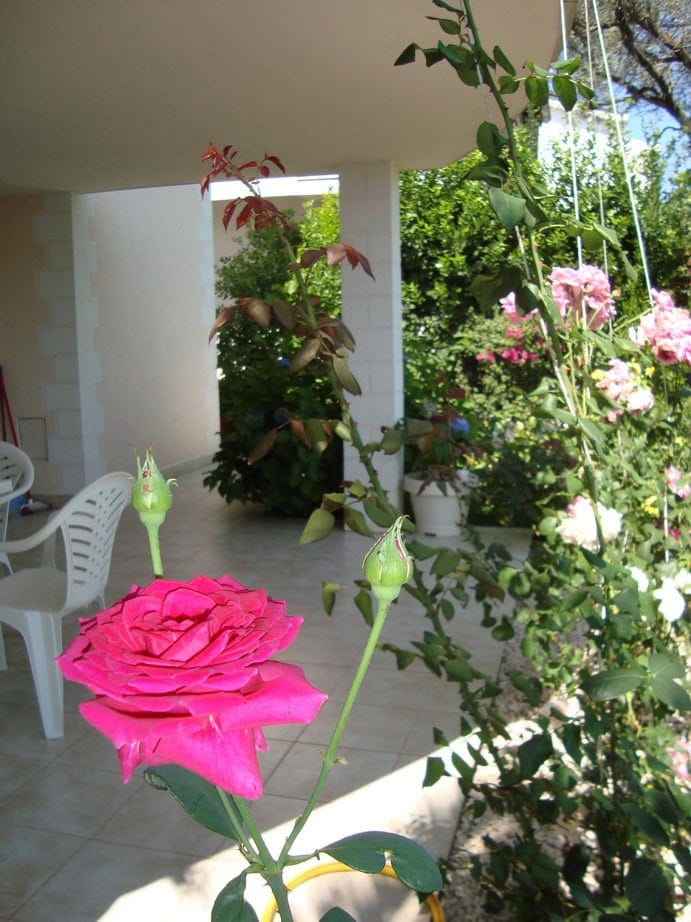 Blooming roses on the terrace of a house in Krašići, Montenegro: a view of a cozy courtyard with garden furniture.
