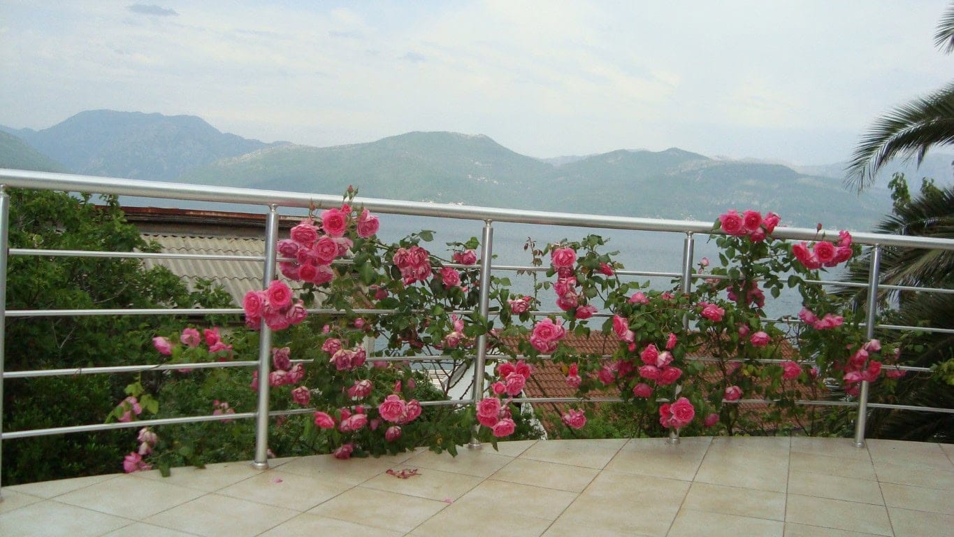 View from the house terrace in Krašići, Montenegro: blooming pink bushes, metal railings, and a panoramic view of the sea and mountains.