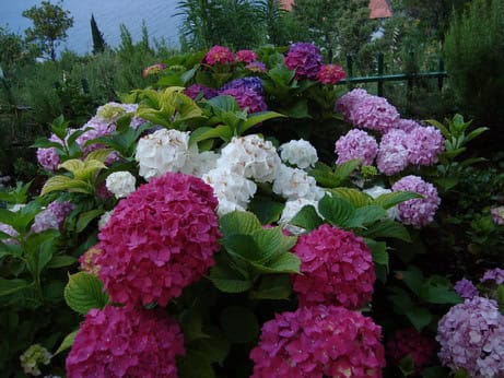 Blooming hydrangeas in the garden of a private house in Krašići, Montenegro, with a sea view in the background.
