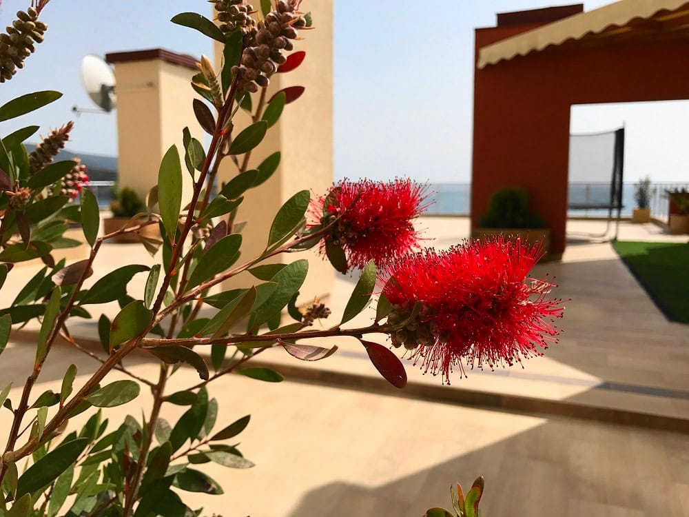 Flowering plants on the terrace of an apartment with sea views in Dobra Voda, Montenegro. Cozy outdoor seating area.