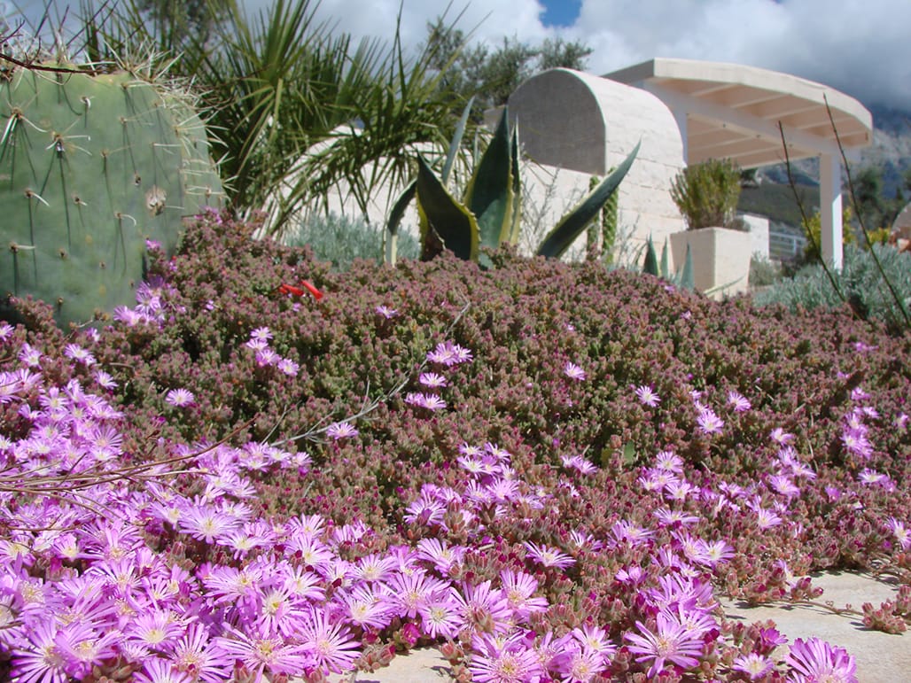 A blooming garden with cacti and succulents on the grounds of a villa in Dobra Voda, Montenegro, with a view of the terrace and mountains.