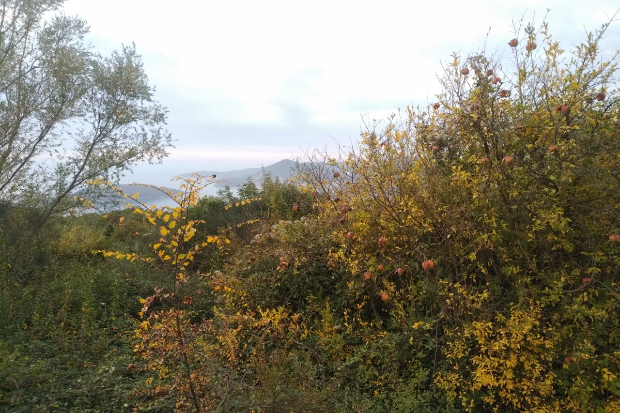 Picturesque sea and mountain views from a plot of land in Sveti Stefan, Montenegro, among pomegranate trees.