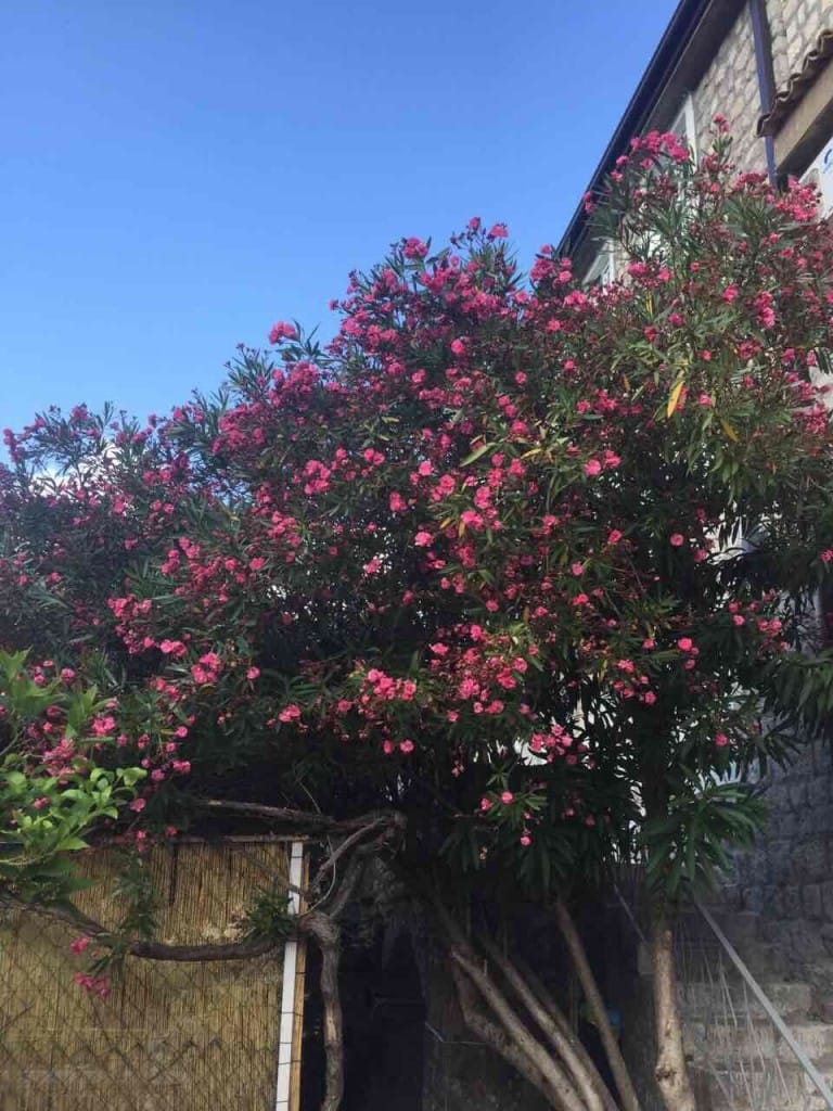 Blooming oleander by the facade of a mini-hotel in Rafailovici, Montenegro: view of the building with stone cladding and a terrace.