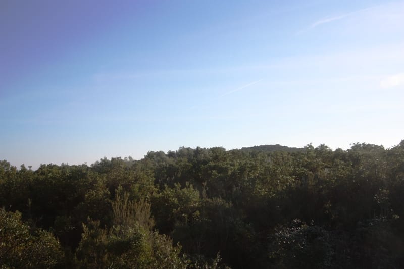 Panoramic view of a dense green forest from a plot of land in Krimovica, Montenegro, for house construction.