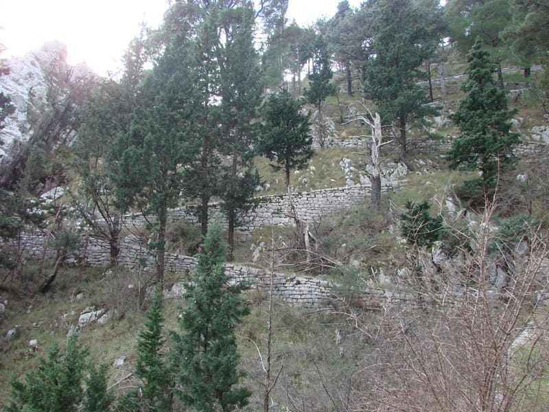 Land plot in Lepetane, Montenegro: mountain landscape with coniferous forest and traditional stone terraces.