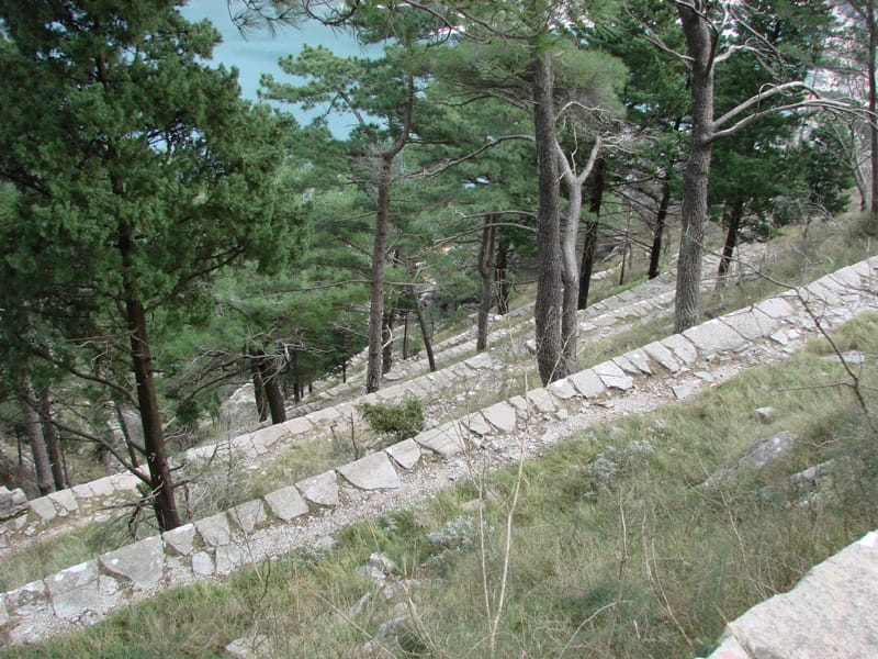 View of a terraced plot with conifer trees and a sea view in Lepetani, Montenegro.