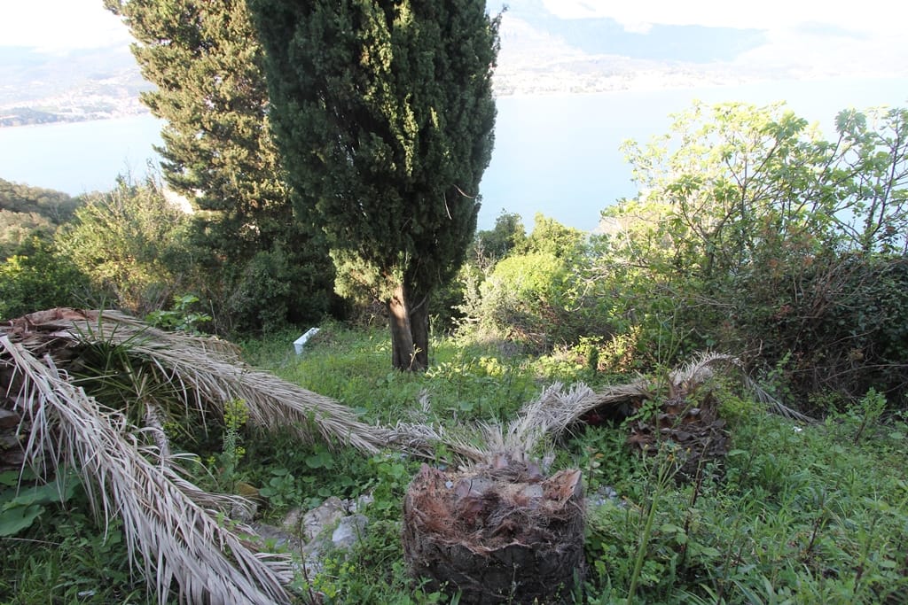 Land plot in Igalo, Montenegro: sea view, cypress trees and palm trees on the property.