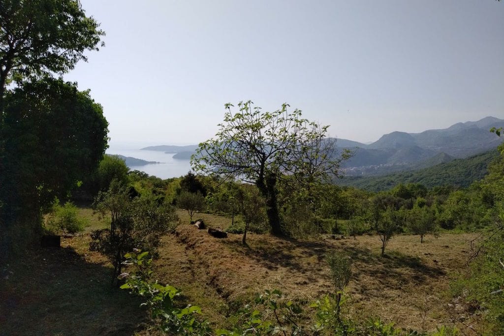 Land plot in Sveti Stefan, Montenegro: panoramic view of the sea, mountains, and an olive grove from the hill.