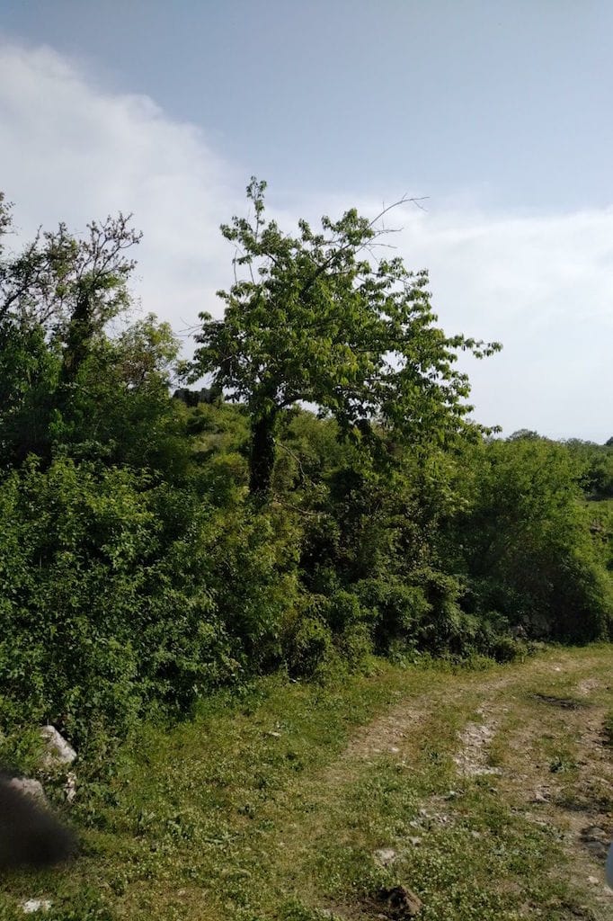 Green plot of land with trees and a dirt road in Sveti Stefan, Montenegro. View of the natural landscape.