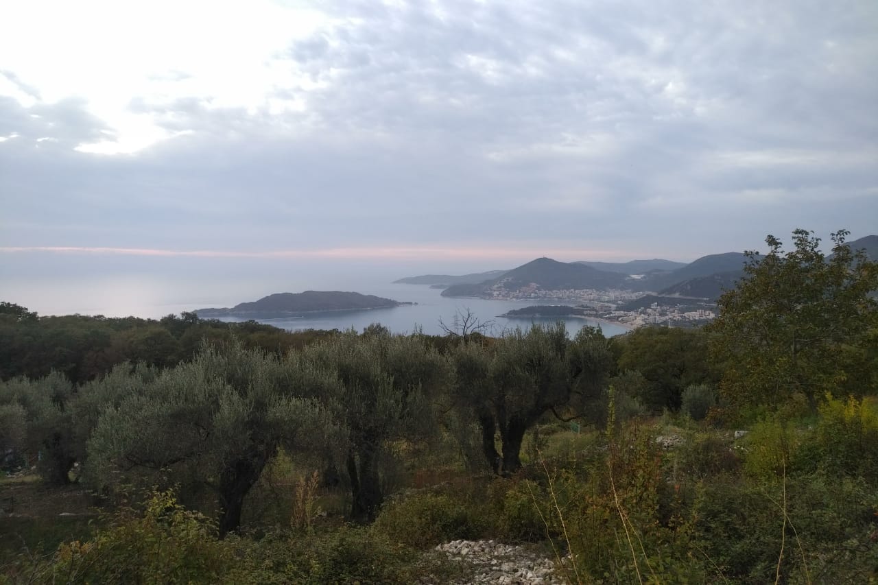 Panoramic sea view and St. Stephen Island from a plot of land in Montenegro, surrounded by olive trees.