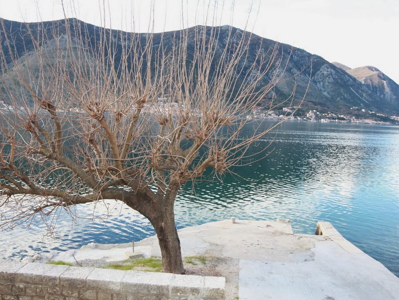 View of Kotor Bay and the mountains from a private pier by a house in Dobrota, Montenegro, with a tree in the foreground.