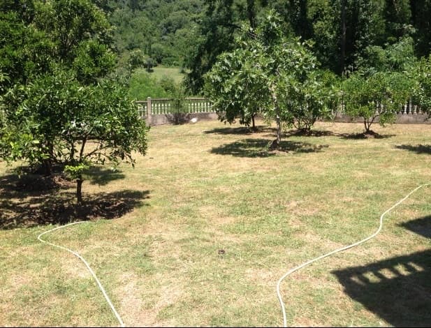 Зеленый сад с фруктовыми деревьями на участке частного дома в Тивате, Черногория, с видом на лесистые холмы.