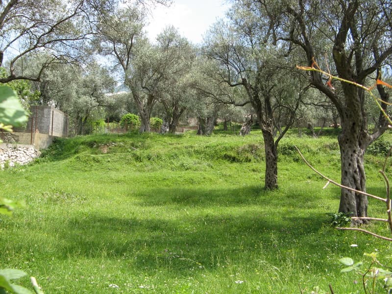 Земельный участок в Баре, Черногория: ровный зеленый луг с оливковыми деревьями под застройку дома.