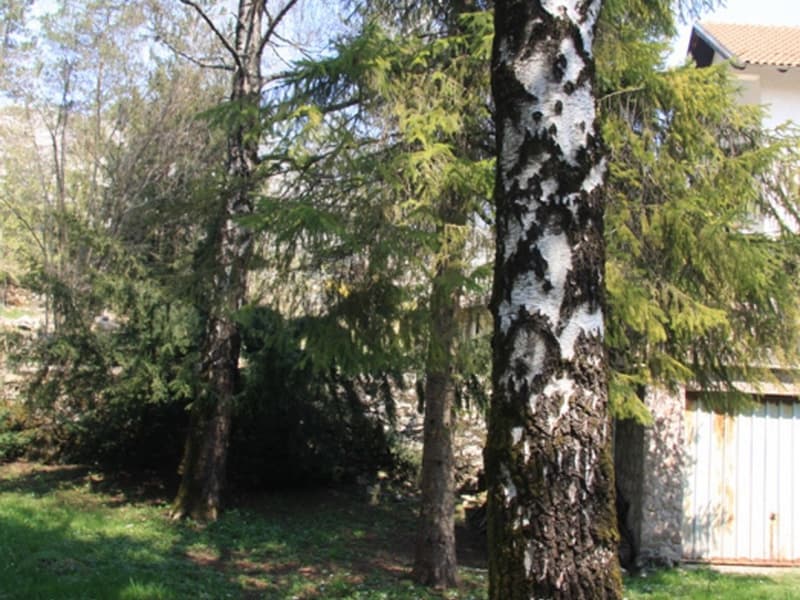 Зеленый участок с березами и хвойными деревьями на территории частного дома в Никшиче, Черногория.