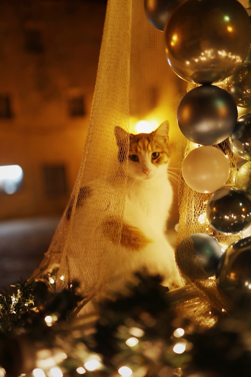Christmas in the Old Town of Kotor