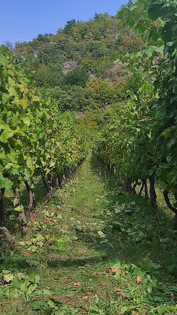 Green vineyard on a house plot in Crmnica, Bar, Montenegro: view of rows of vines and a mountain slope on a sunny day.