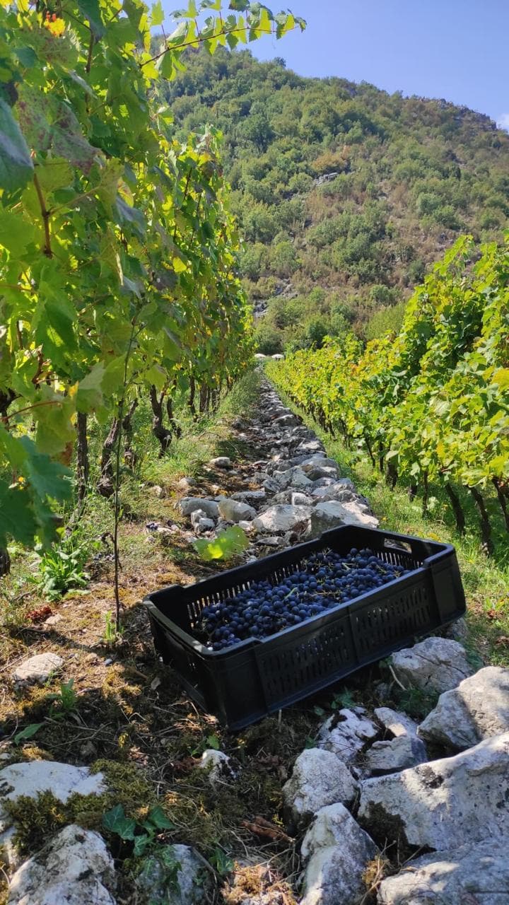 Grape harvest at a private vineyard by a house in Crmnica, Bar, Montenegro: a crate of grapes against a mountain slope.