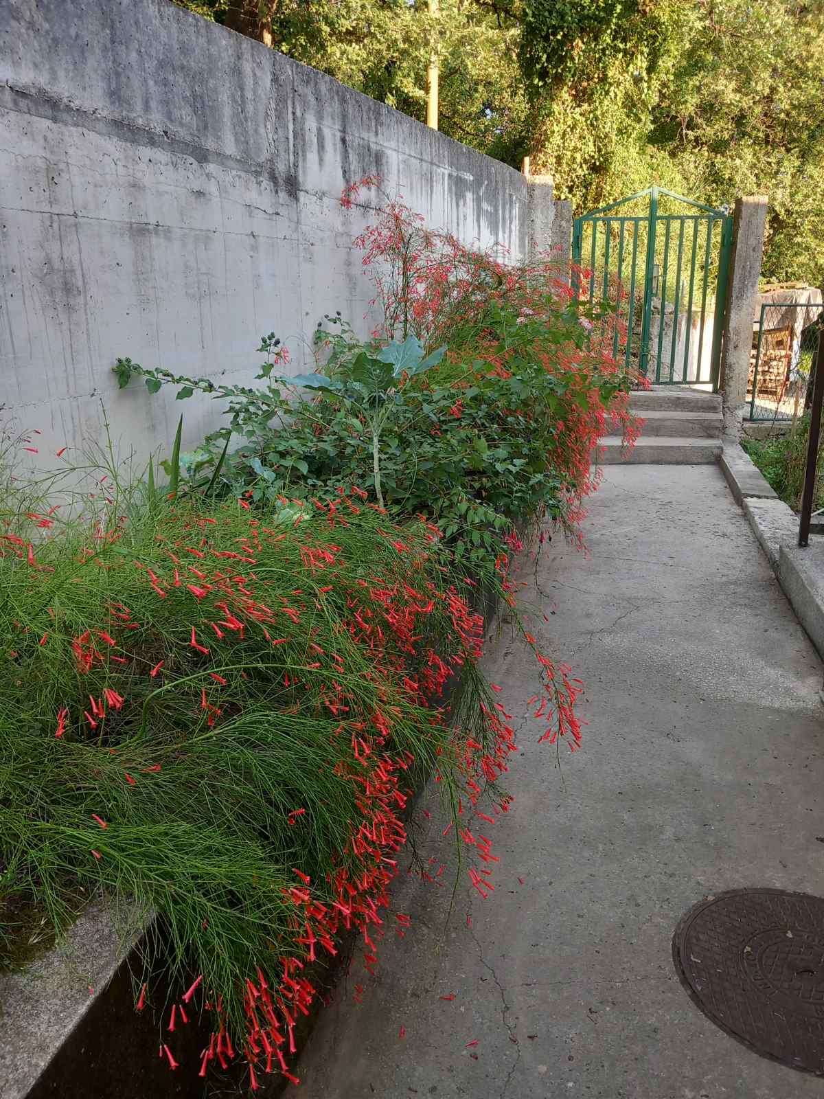 Cozy courtyard with flowering plants by the house in Igalo, Montenegro: a concrete path, stairs, and green gate.