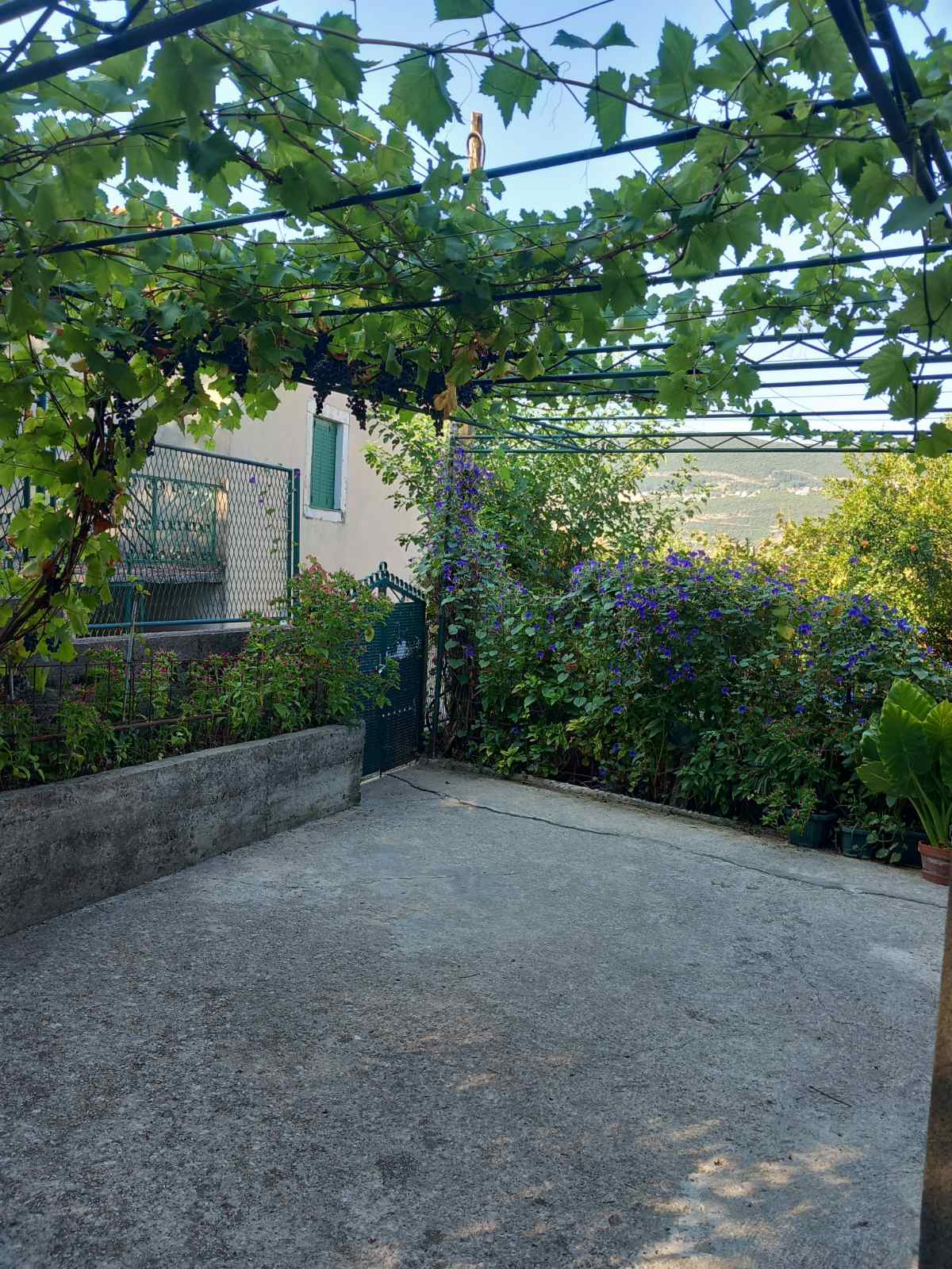 Cozy courtyard with a grape pergola and a blooming garden by the house in Igalo, Montenegro. View of the terrace and mountains.