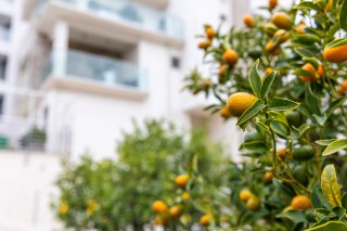 Citrus tree in front of a modern villa in Bečići, Montenegro: view of the facade and balconies of the residential complex.