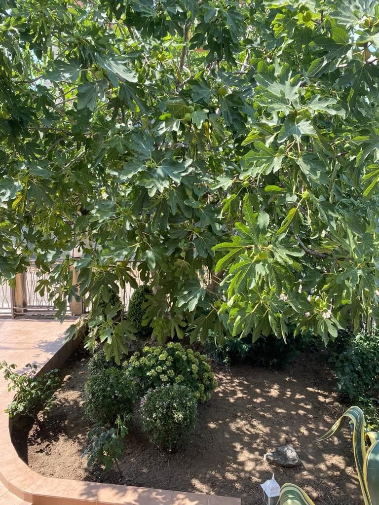 A green garden with a fruit-bearing fig tree on the private grounds of a house in Dobra Voda, Montenegro.