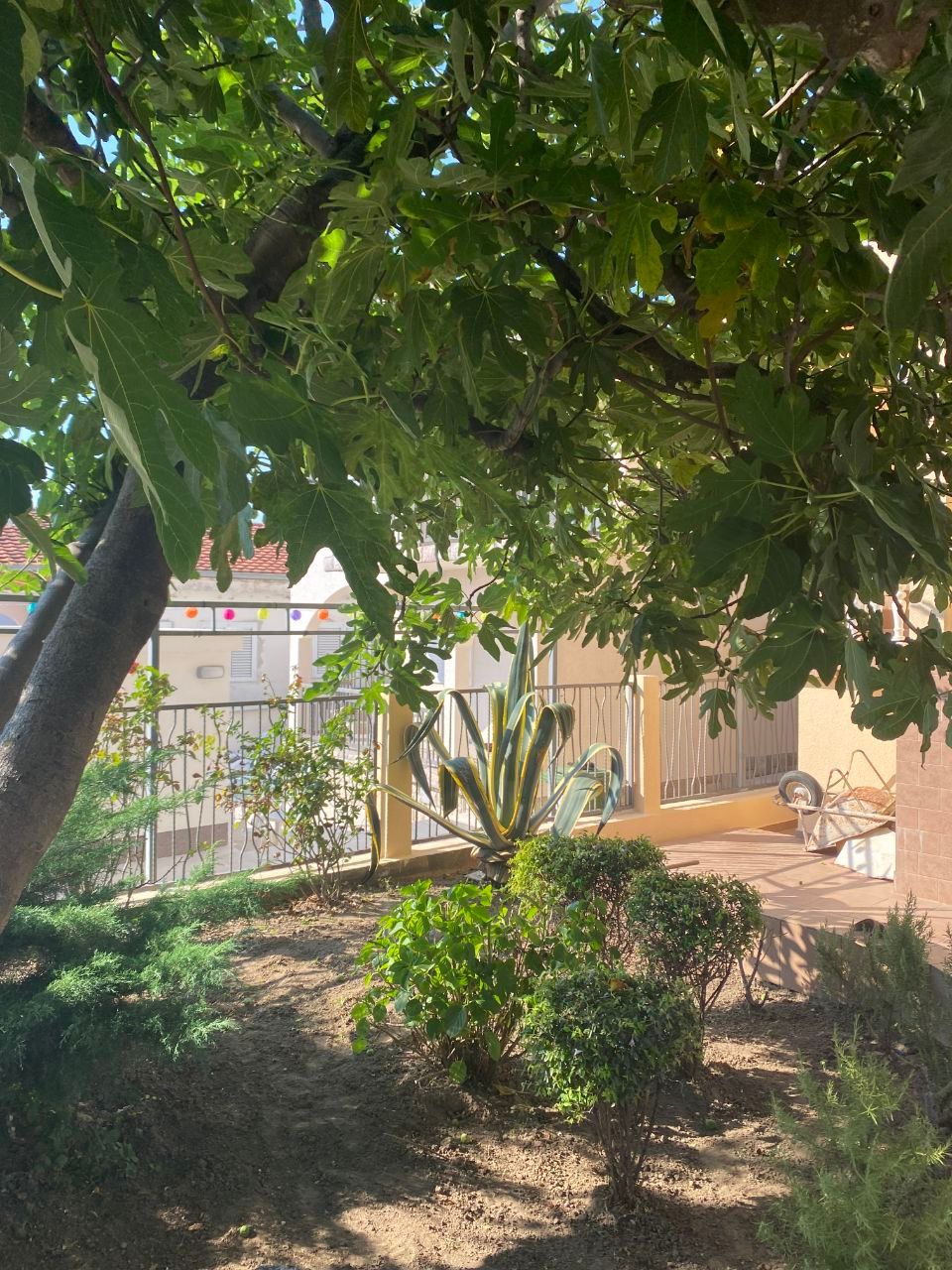 A cozy green garden with fig and agave on the grounds of a private house in Dobra Voda, Montenegro.
