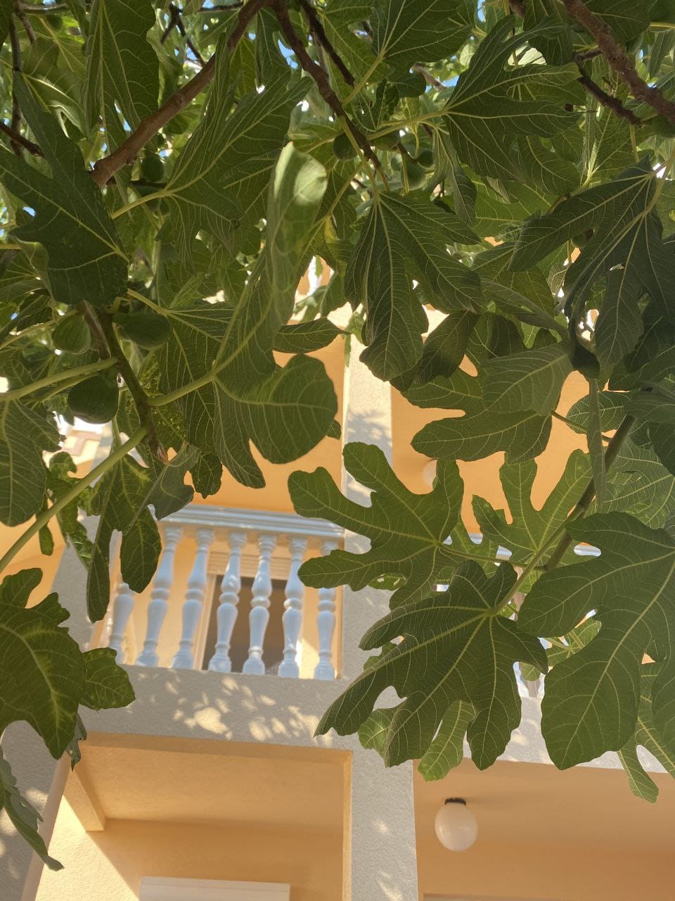 View of the house terrace with a balustrade through fig tree branches, property in Dobra Voda, Montenegro.