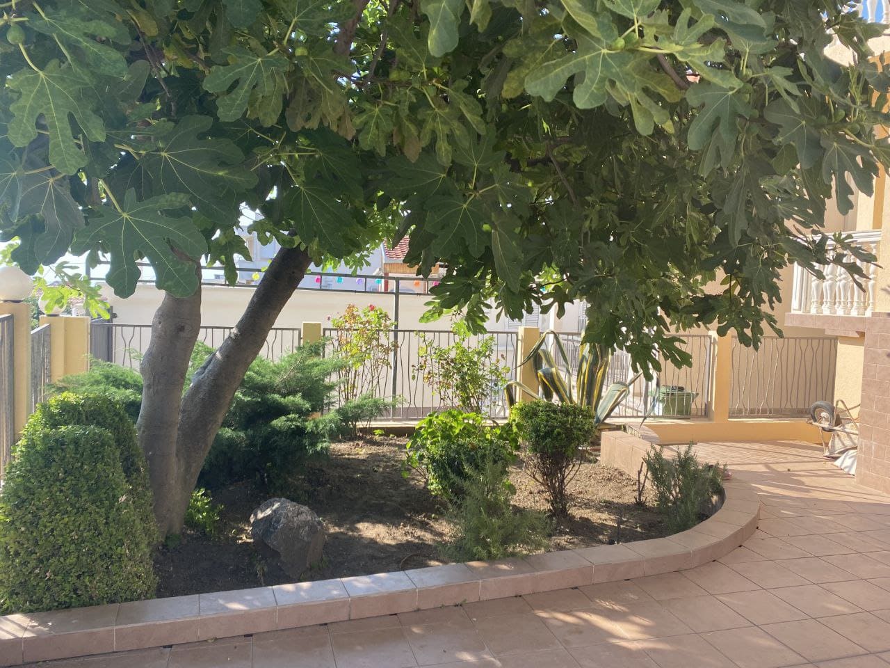 A cozy green courtyard with a fig tree and a terrace by the house in Dobra Voda, Montenegro. Landscape design of a private property.
