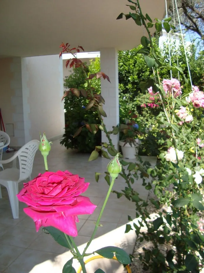 Tiled terrace with white plastic chairs and blooming pink roses against green foliage.
