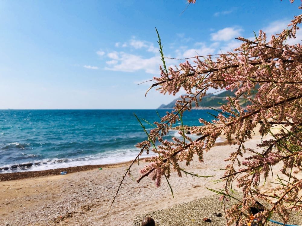 Sea and beach view with a blooming tamarisk by the house in Dobra Voda, Montenegro. Adriatic coast.