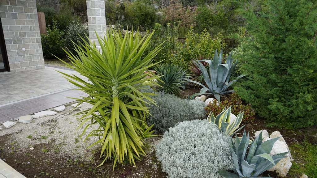 Landscape design of a garden with yucca and agaves by a stone villa in Igalo, Montenegro.