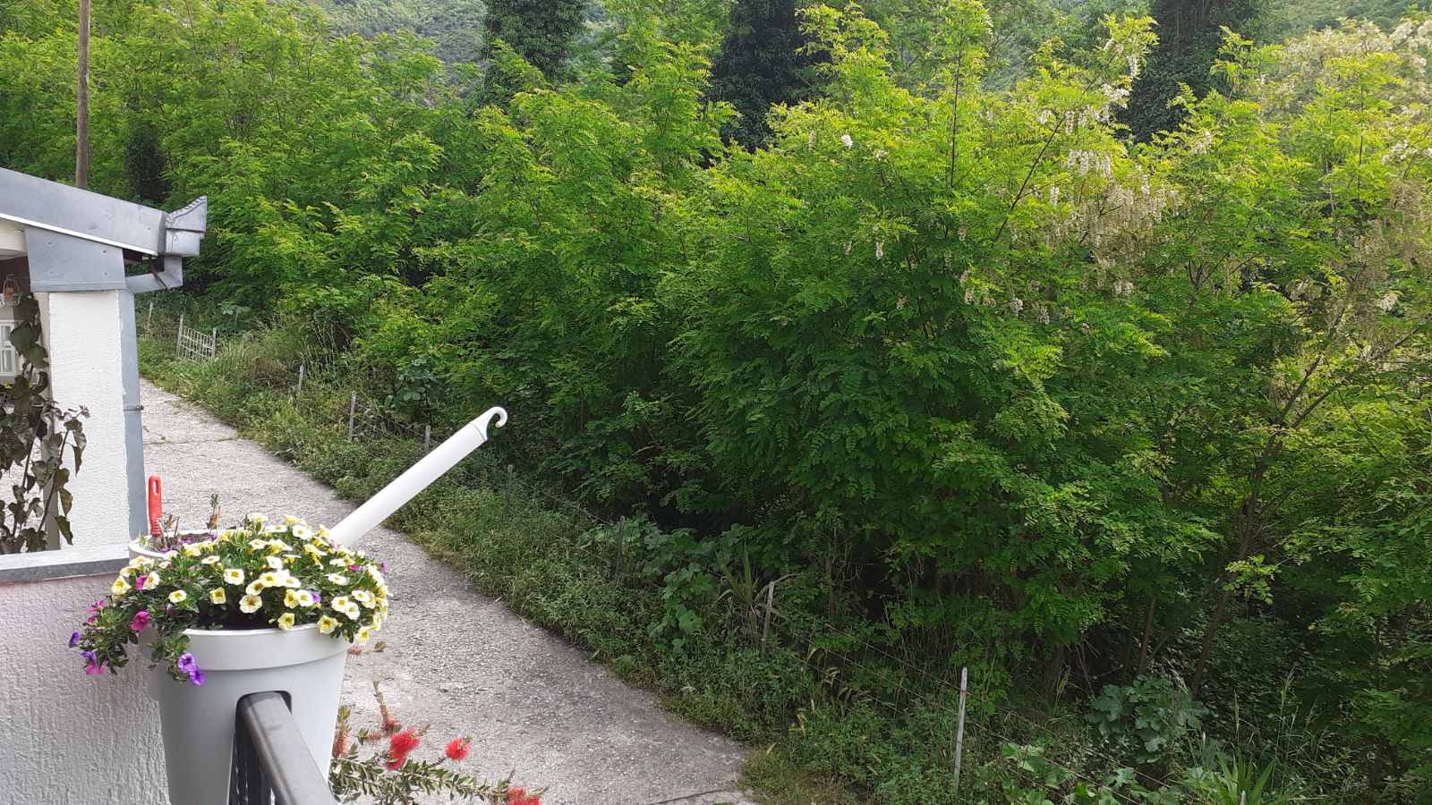 View from the balcony of a mini-hotel in Zelenika, Herceg Novi, Montenegro: flowering plants in planters and a dense green grove.