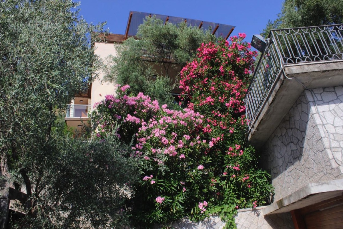 Facade of a modern villa in Budva, Montenegro, surrounded by olive trees and blooming oleander bushes.
