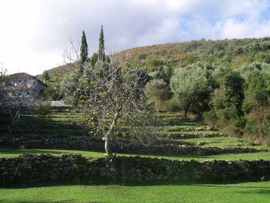 Land plot in Biele, Montenegro: terraced landscape with stone retaining walls and olive trees.