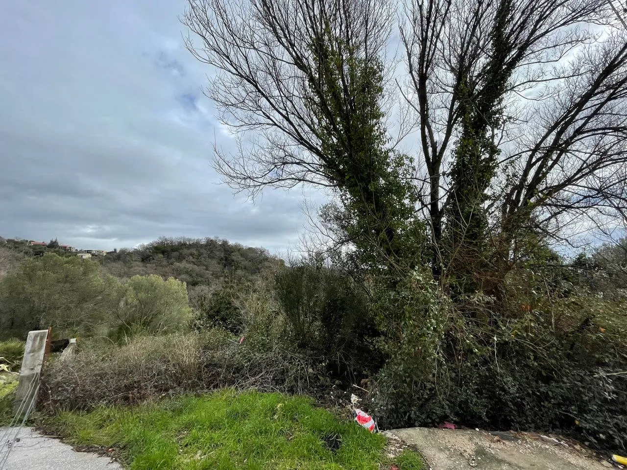 Overgrown lot with trees and bushes under a cloudy sky; houses visible on a distant hill.