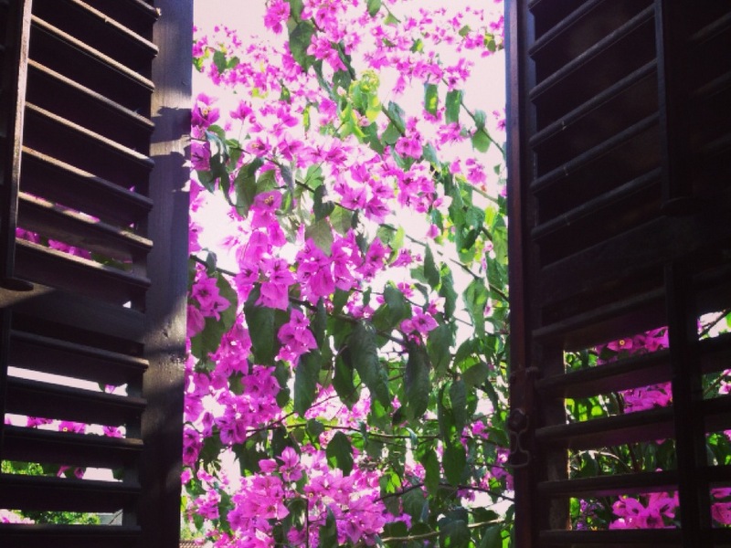 View from a window with wooden shutters onto blooming bougainvillea in a house in Tivat, Montenegro.