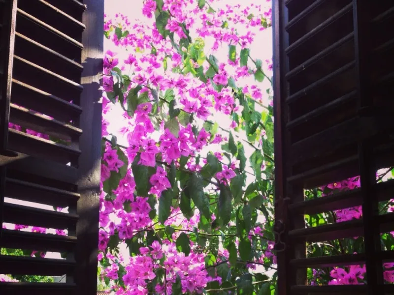 Dark wooden shutters frame vibrant pink bougainvillea flowers and green leaves against a bright sky.