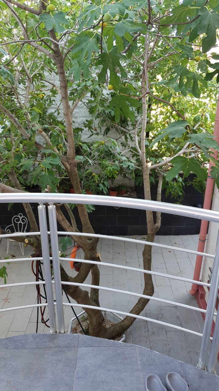 Balcony with a metal railing and a view of a fig tree in a private house, Tivat, Montenegro.