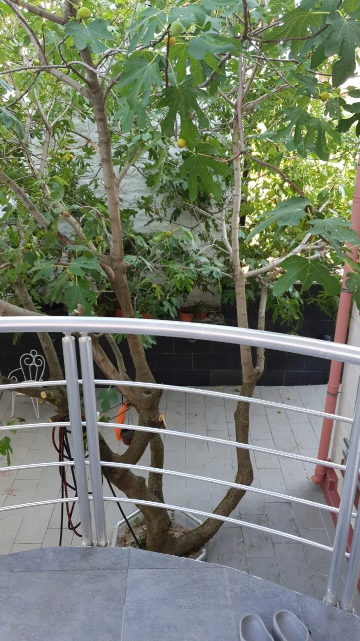 View from a balcony showing a metal railing and a fig tree in a tiled courtyard below.