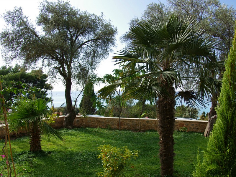 Green garden with palm trees and olive trees by the house in Sutomore, Bar Riviera, Montenegro, with sea view.