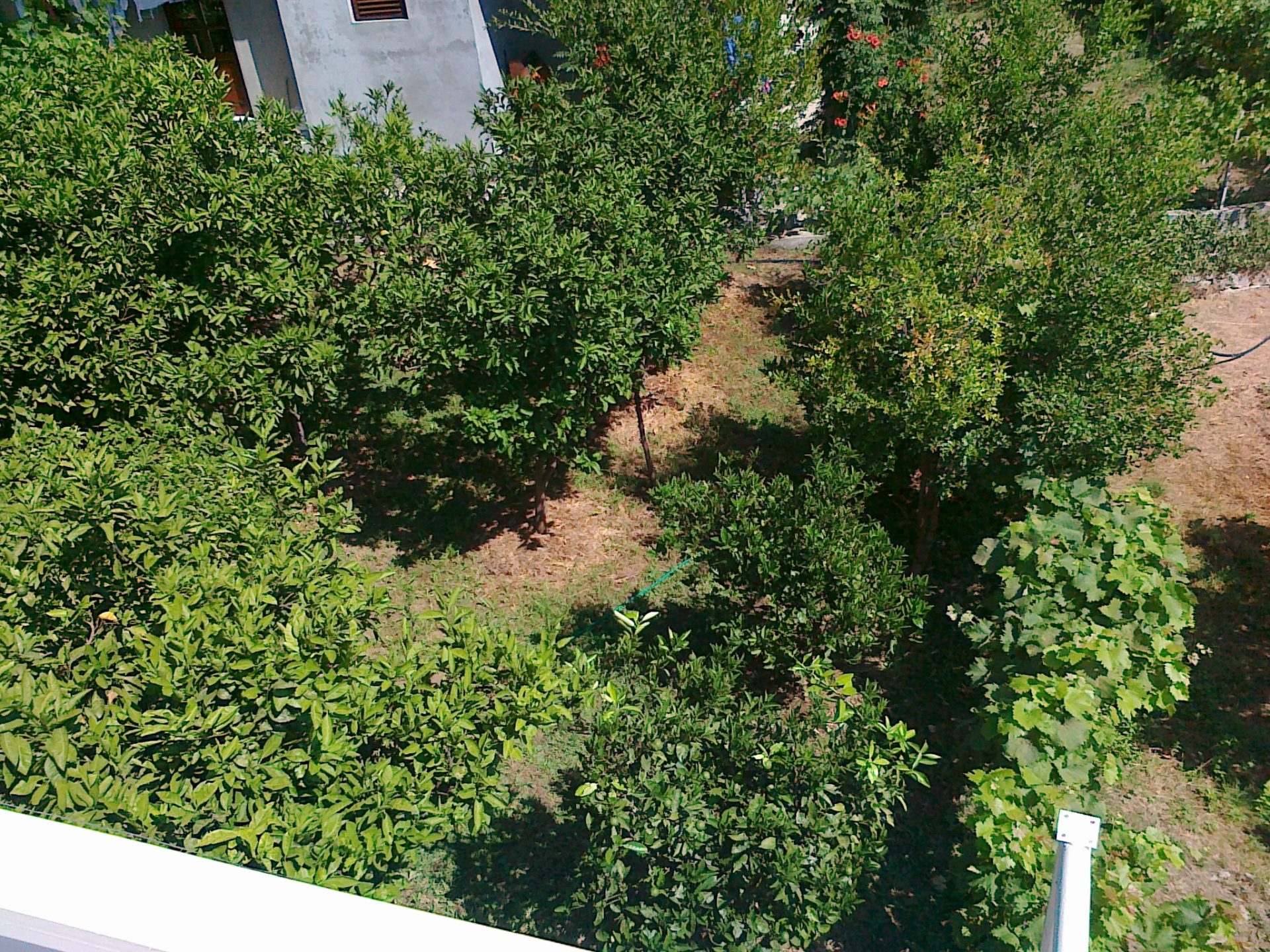 View of a green garden with citrus trees and grapes by a private house in Herceg Novi, Montenegro.