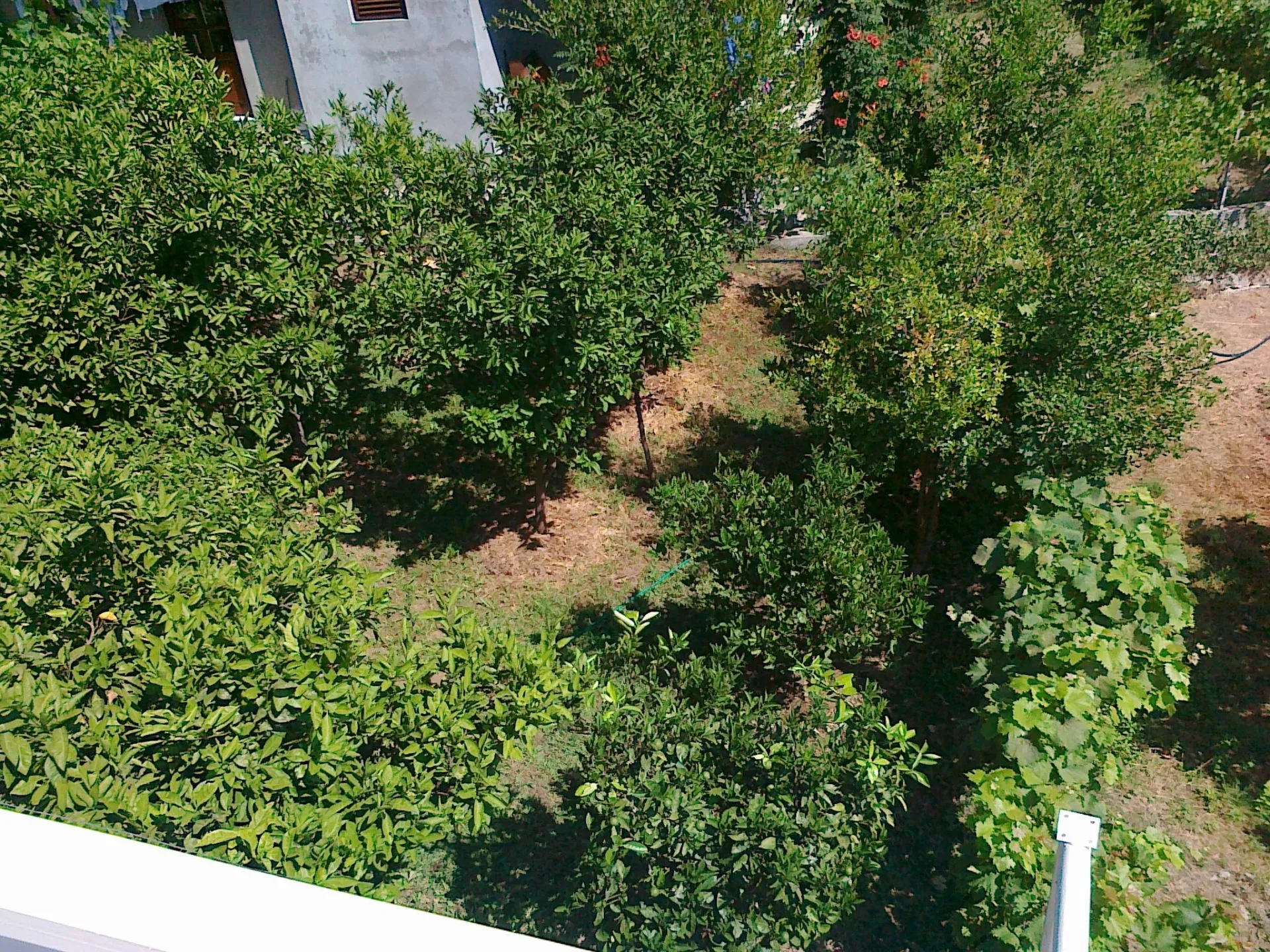 Top-down view of a dense garden with trees and bushes; part of a building is visible in the corner.
