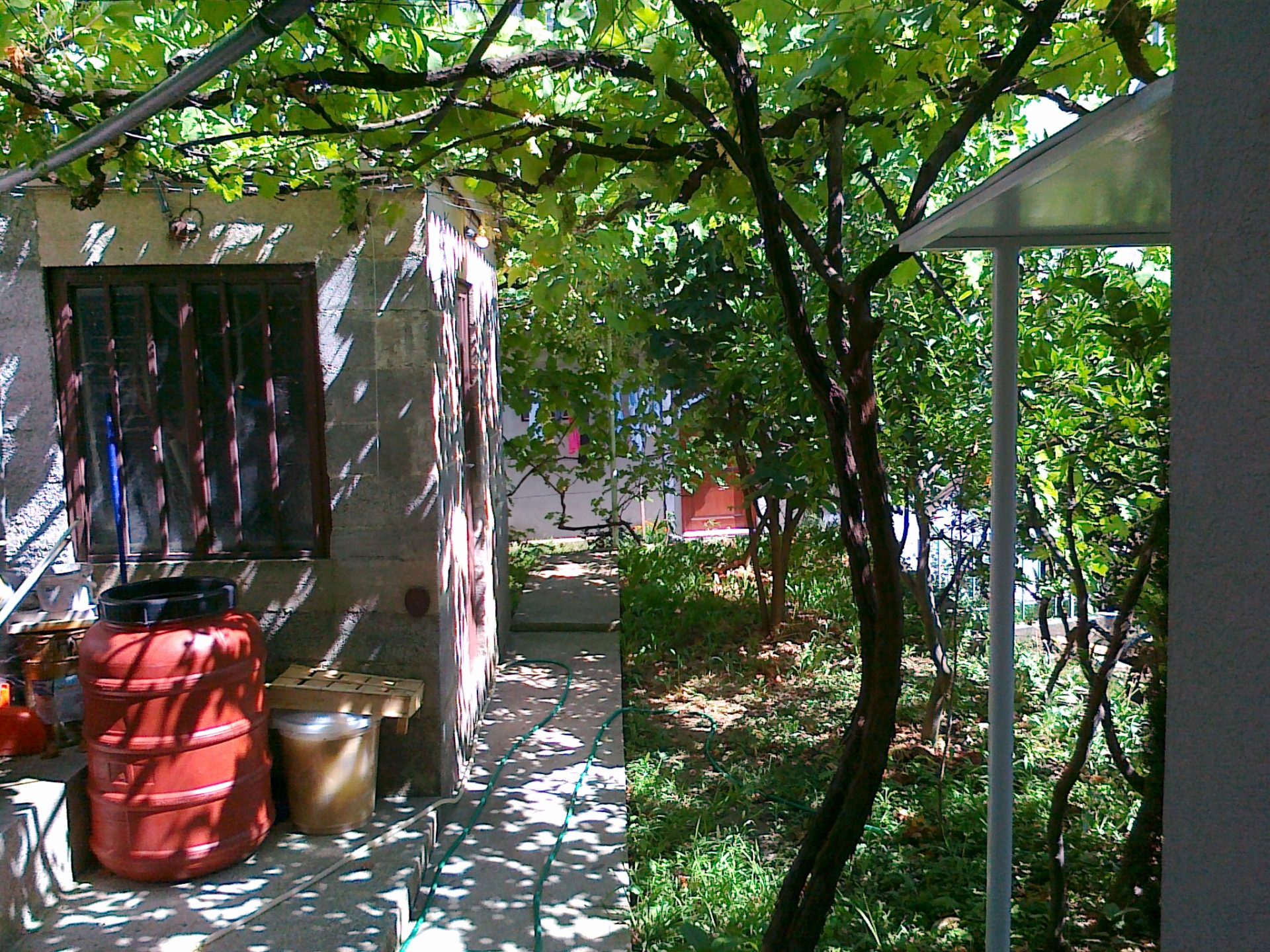 Cozy garden with a grapevine by a private house in Herceg Novi, Montenegro: view of the yard and summer patio.
