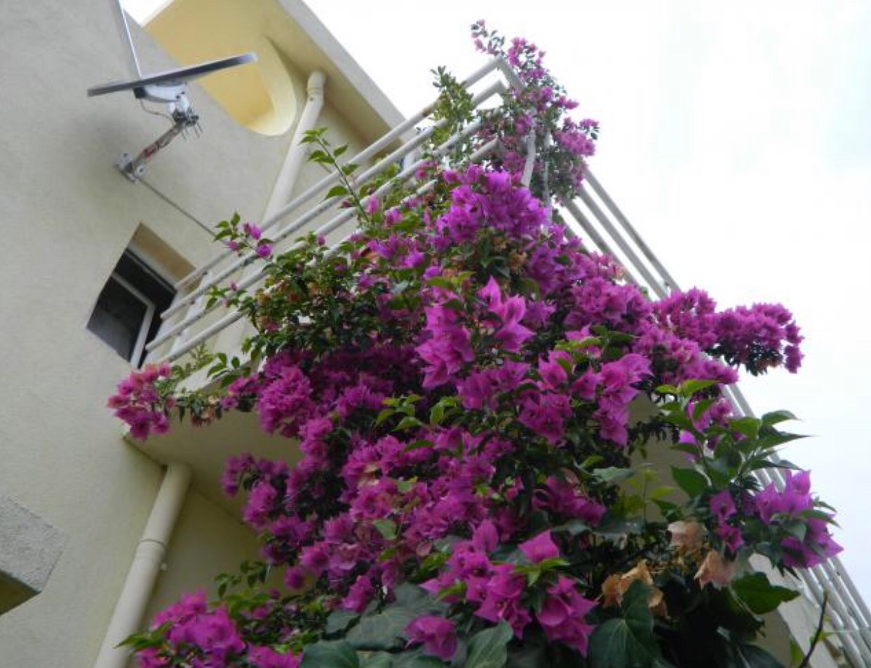 Facade of a house in Bar, Montenegro, decorated with blooming pink bougainvillea on the balcony and white railings.