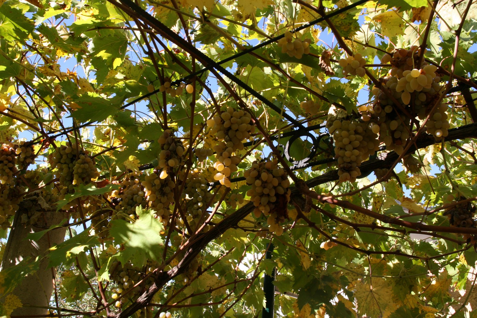 Clusters of ripe grapes on the terrace of a villa in Kavac, Bay of Kotor, Montenegro. Cozy garden by the house.