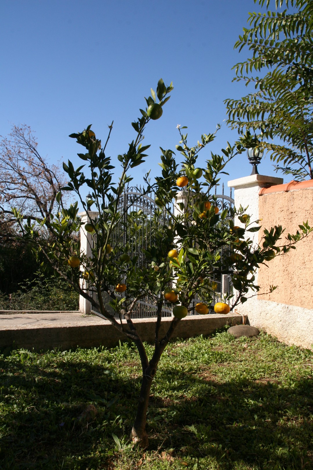 A fruiting citrus tree in the garden of a villa in Kavac, Bay of Kotor, Montenegro, with a view of the wrought-iron gate.