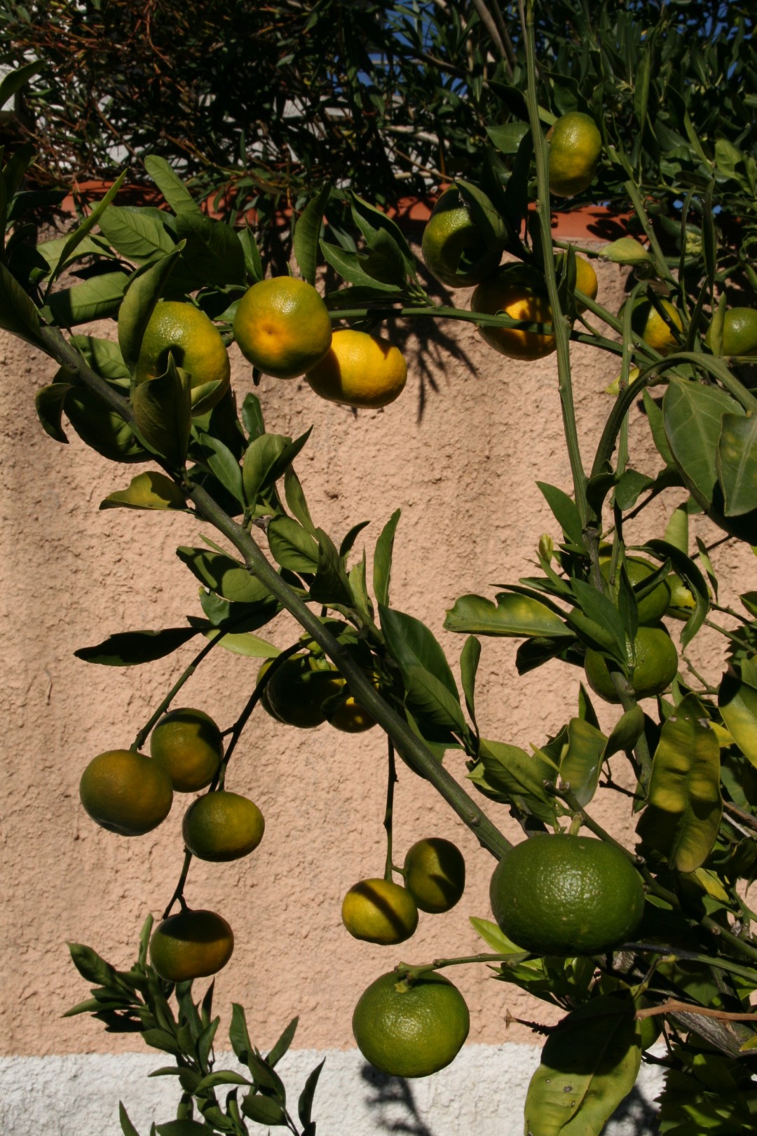 Ripe tangerines on a tree in the garden of a villa in Kavači, Bay of Kotor, Montenegro. Private house landscape.