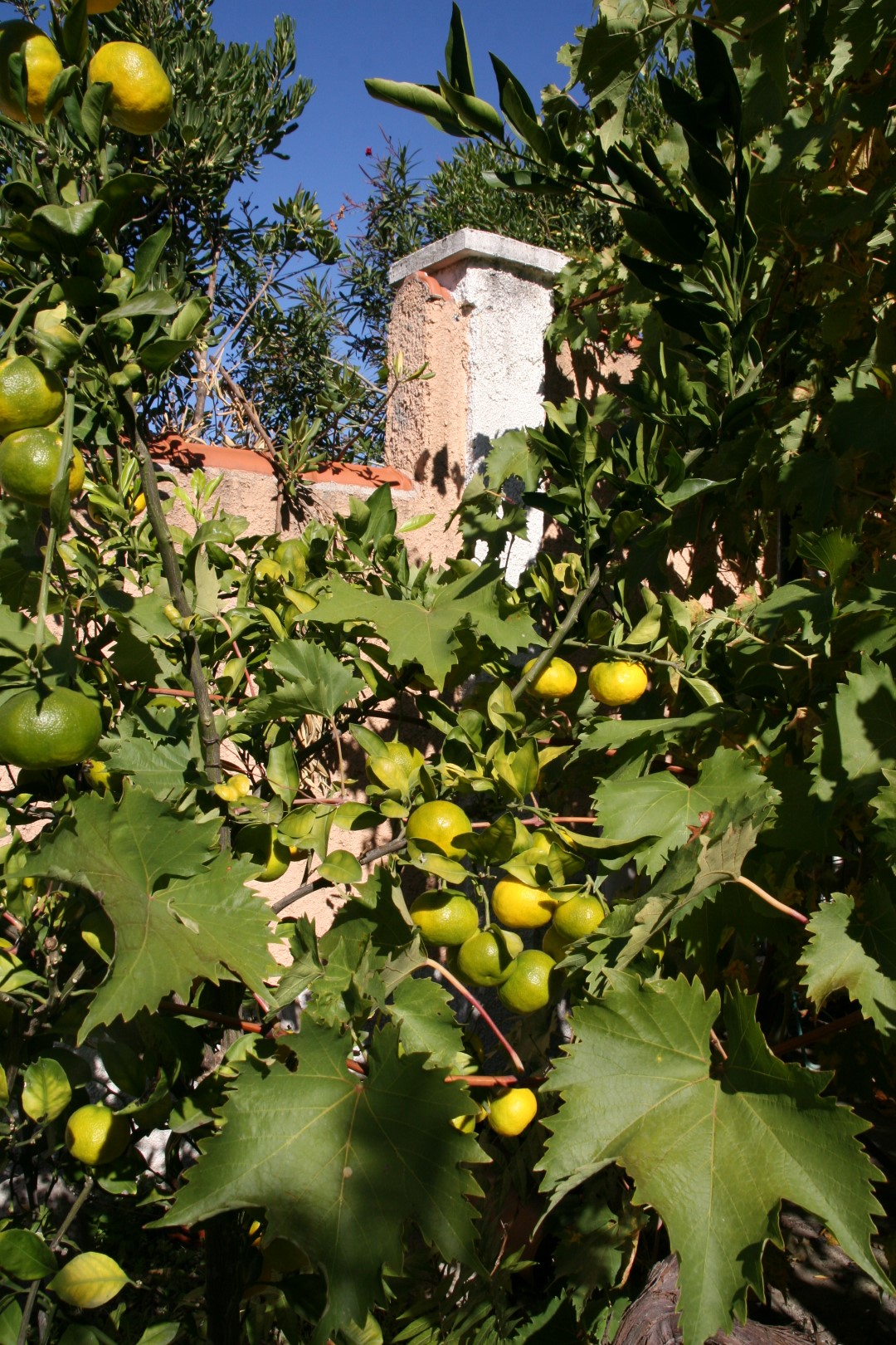 Green garden with citrus trees and grapes on the villa grounds in Kavac, Bay of Kotor, Montenegro